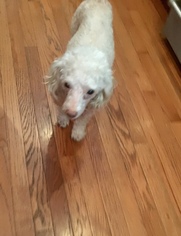 Poodle (Toy) Dogs for adoption in pomfret, CT, USA