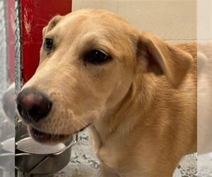 Labrador Retriever-Unknown Mix Dogs for adoption in Anchorage, AK, USA