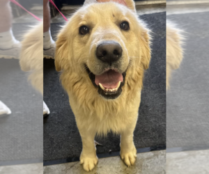 Golden Retriever Dogs for adoption in Brooklyn, NY, USA