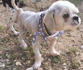 Lhasa Apso Dogs for adoption in Dripping Springs, TX, USA