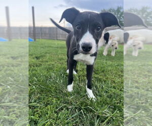 Labrador Retriever-Unknown Mix Dogs for adoption in Aurora, IN, USA