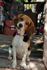 Medium Photo #1 Beagle Puppy For Sale in Albuquerque, NM, USA