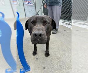 American Bandogge mastiff Dogs for adoption in Stockton, CA, USA