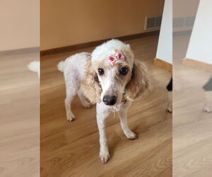 Poodle (Miniature) Dogs for adoption in St. Louis Park, MN, USA