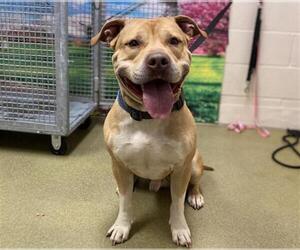 American Pit Bull Terrier-Unknown Mix Dogs for adoption in Moreno Valley, CA, USA
