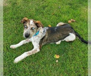 Mutt Dogs for adoption in Bow, WA, USA