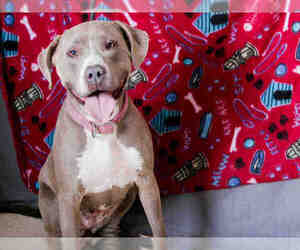 American Pit Bull Terrier Dogs for adoption in South Lake Tahoe, CA, USA
