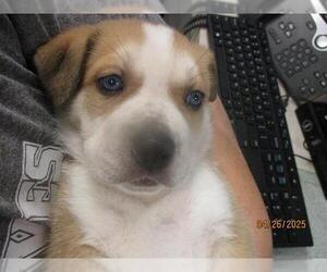 Anatolian Shepherd-Unknown Mix Dogs for adoption in Oklahoma City, OK, USA