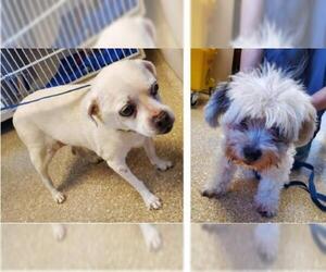 Malti-pug Dogs for adoption in Blakeslee, PA, USA