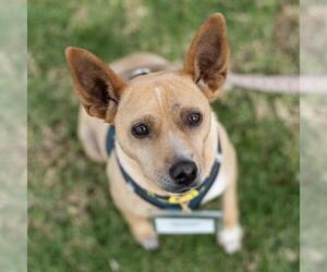Chihuahua-Whippet Mix Dogs for adoption in San Diego, CA, USA
