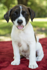 Mutt Dogs for adoption in Santa Fe, TX, USA