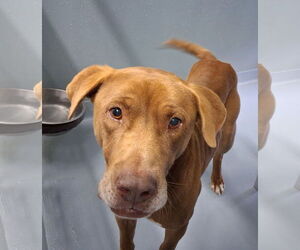 Labrador Retriever-Unknown Mix Dogs for adoption in Sheboygan, WI, USA