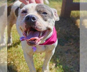 American Staffordshire Terrier-Unknown Mix Dogs for adoption in San Antonio, TX, USA