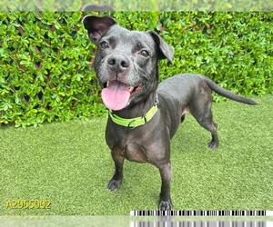 American Pit Bull Terrier-Unknown Mix Dogs for adoption in West Palm Beach, FL, USA