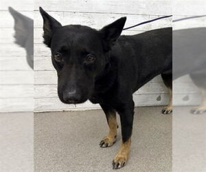 German Shepherd Dog-Unknown Mix Dogs for adoption in San Bernardino, CA, USA