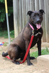 Small Labrador Retriever Mix