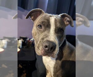 Staffordshire Bull Terrier-Unknown Mix Dogs for adoption in Ogden, UT, USA