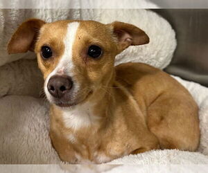 Chihuahua Dogs for adoption in Tavares, FL, USA