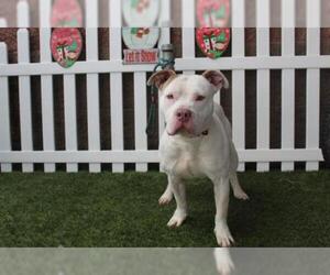American Staffordshire Terrier-Unknown Mix Dogs for adoption in Modesto, CA, USA