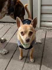 Chihuahua Dogs for adoption in Runnemede, NJ, USA
