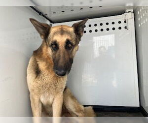 German Shepherd Dog-Unknown Mix Dogs for adoption in Bakersfield, CA, USA