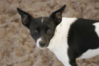 Rat-Cha Dogs for adoption in Sanford, FL, USA