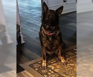 German Shepherd Dog Dogs for adoption in Rocky Point, NC, USA