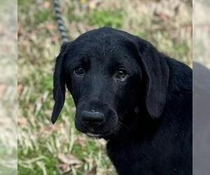 Labrador Retriever-Unknown Mix Dogs for adoption in Yardley, PA, USA