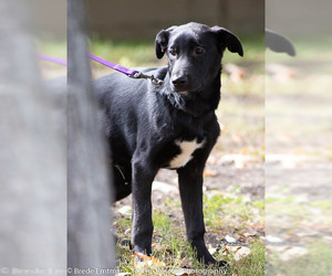 Shepradors Dogs for adoption in Anchorage, AK, USA