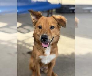 Golden Retriever-Unknown Mix Dogs for adoption in Chula Vista, CA, USA