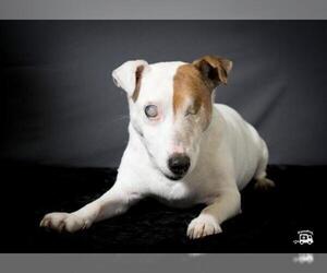 Jack Russell Terrier-Unknown Mix Dogs for adoption in Mount Juliet, TN, USA