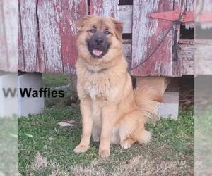 Chow Chow Dogs for adoption in Madisonville, TN, USA