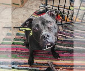 American Staffordshire Terrier-Unknown Mix Dogs for adoption in San Antonio, TX, USA