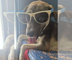 Chihuahua-Unknown Mix Dogs for adoption in Virginia Beach, VA, USA