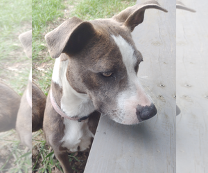 Mountain Cur-Whippet Mix Dogs for adoption in Camden, SC, USA