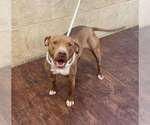 American Pit Bull Terrier-Unknown Mix Dogs for adoption in Ocoee, FL, USA