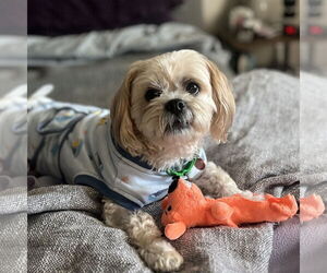 Lhasa Apso-Unknown Mix Dogs for adoption in Fargo, ND, USA