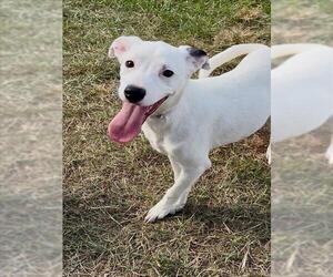 Bull Terrier-Unknown Mix Dogs for adoption in Conroe, TX, USA