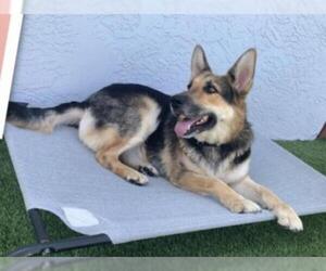 German Shepherd Dog-Huskies  Mix Dogs for adoption in La Mesa, CA, USA