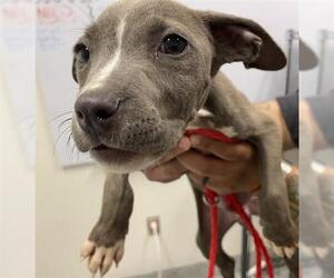 American Pit Bull Terrier Dogs for adoption in Houston, TX, USA