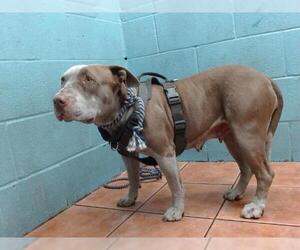 American Pit Bull Terrier Dogs for adoption in Downey, CA, USA