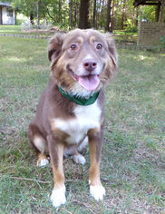 Border-Aussie Dogs for adoption in Mocksville, NC, USA