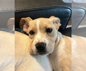 Labrador Retriever-Unknown Mix Dogs for adoption in Evansville, IN, USA