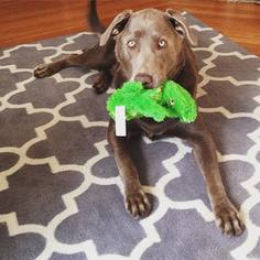Labrador Retriever Dogs for adoption in Perry, NY, USA