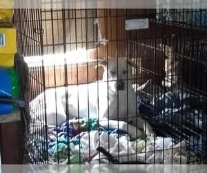 Labrador Retriever Dogs for adoption in Pandora, TX, USA