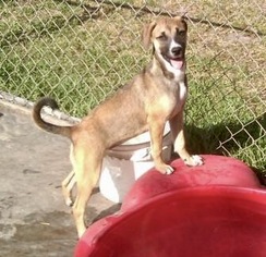 Australian Shepherd-Unknown Mix Dogs for adoption in Tampa, FL, USA