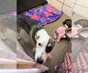 Mutt Dogs for adoption in Fort Wayne, IN, USA