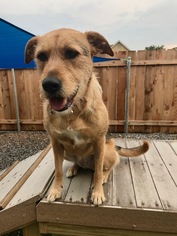 Airedale Terrier-Unknown Mix Dogs for adoption in Montello, WI, USA