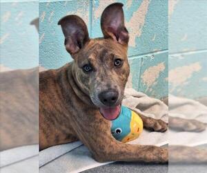 Mutt Dogs for adoption in Woodland, CA, USA
