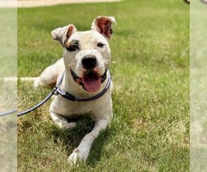 Bulldog Dogs for adoption in Phenix City, AL, USA